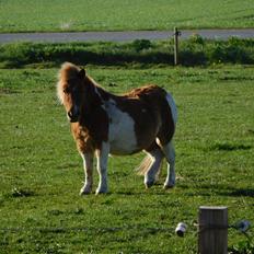 Shetlænder Melvejs Dina