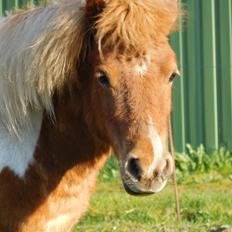 Shetlænder Melvejs Dina