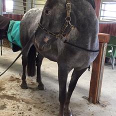 Knabstrupper PT knaldhætte AKA pegasus