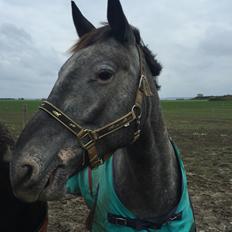 Knabstrupper PT knaldhætte AKA pegasus