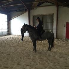 Knabstrupper PT knaldhætte AKA pegasus