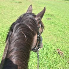 Anden særlig race Armani