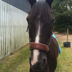 Anden særlig race Armani