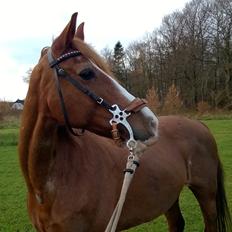 Welsh Cob (sec D) Okali 
