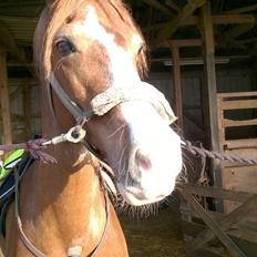 Welsh Cob (sec D) Okali 