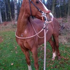 Welsh Cob (sec D) Okali 