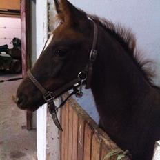 Dansk Varmblod Cavaleros Diamond 