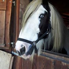 Irish Cob Ravel of romany vanner