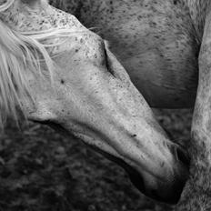 Anden særlig race Oheline
