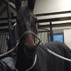 Dansk Varmblod Don Future RV