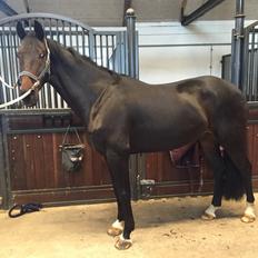 Dansk Varmblod Don Future RV