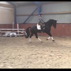 Dansk Varmblod Don Future RV