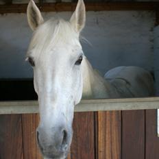 Anden særlig race Gucci