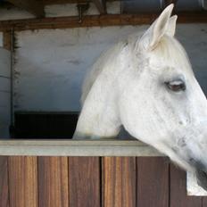 Anden særlig race Gucci