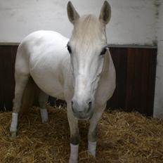 Anden særlig race Gucci