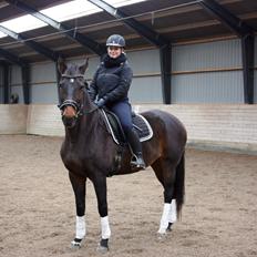 Dansk Varmblod Lærkegaardens Ladylike