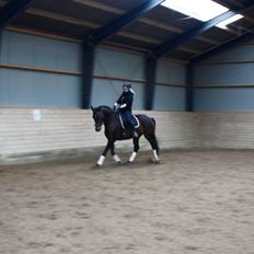 Dansk Varmblod Lærkegaardens Ladylike