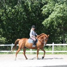Dansk Varmblod Bøgegårdens Wicktor