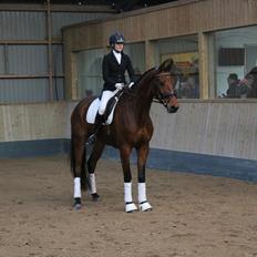 Dansk Varmblod Holtegårdens please me