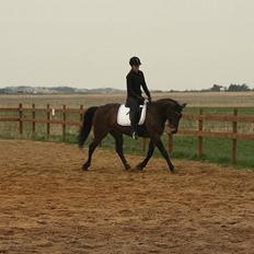 Anden særlig race Corina