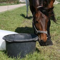 Anden særlig race Corina