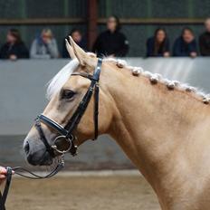 New Forest Calandias Cupcake