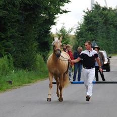 New Forest Calandias Cupcake