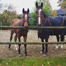 Dansk Varmblod Fabello Le Favorit