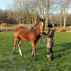 Dansk Varmblod Fabello Le Favorit