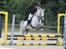 Welsh Partbred (Sec F) Stendyssens Sunrider