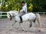 Welsh Partbred (Sec F) Stendyssens Sunrider - Sommer 2014. 