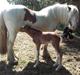 Irish Cob Sir Reje