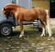 Welsh Mountain (sec A) Glebedale mario