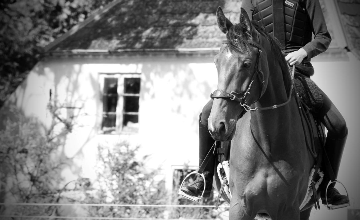 Dansk Varmblod Cato Soleil billede 9