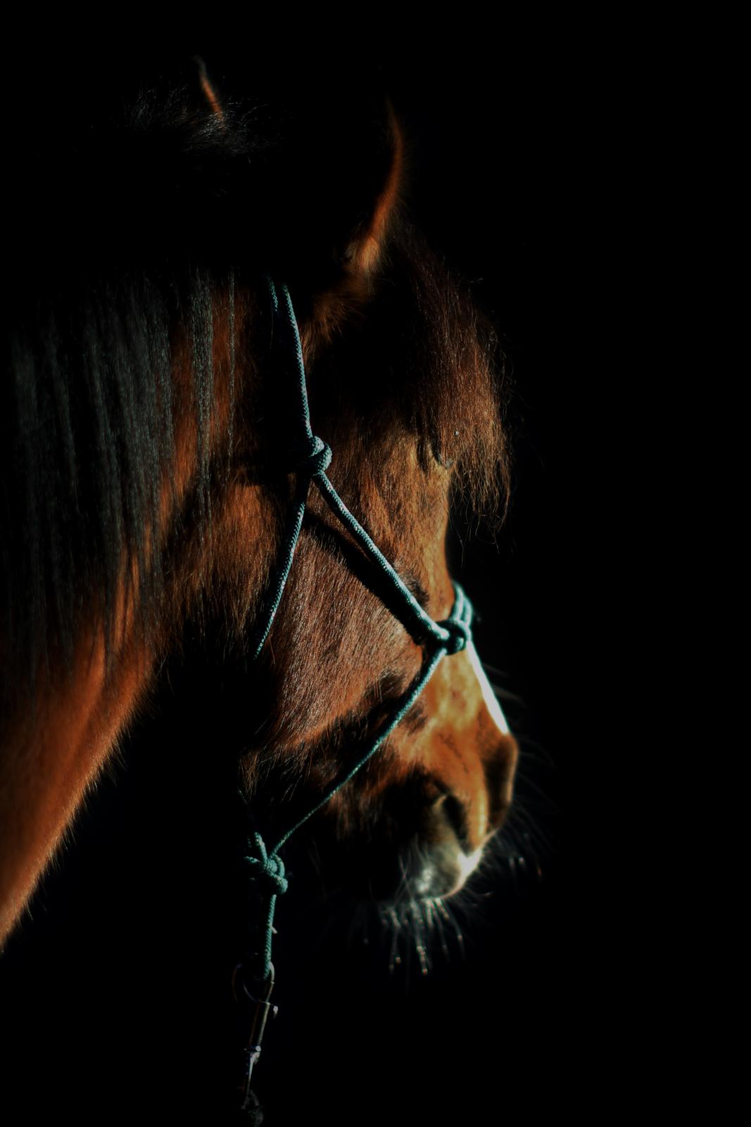 Anden særlig race Princess // P // My one and only - “You only live once, but if you do it right, once is enough.” billede 1