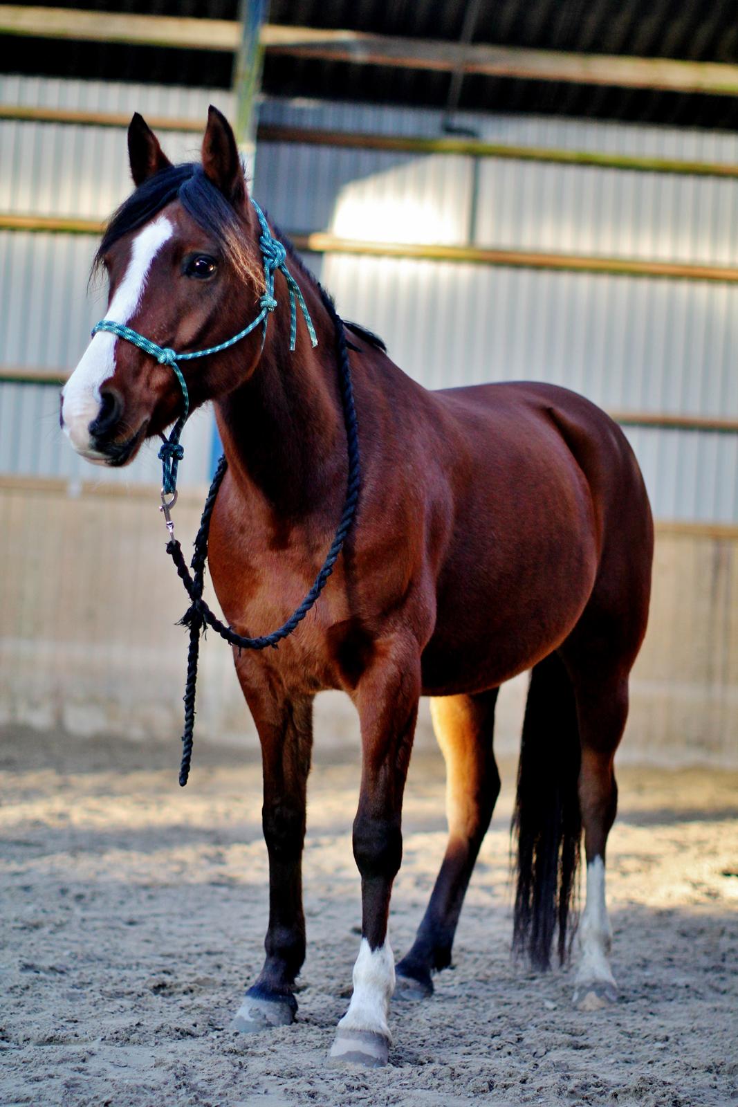 Anden særlig race Princess // P // My one and only - “Love is that condition in which the happiness of another person is essential to your own.” billede 9