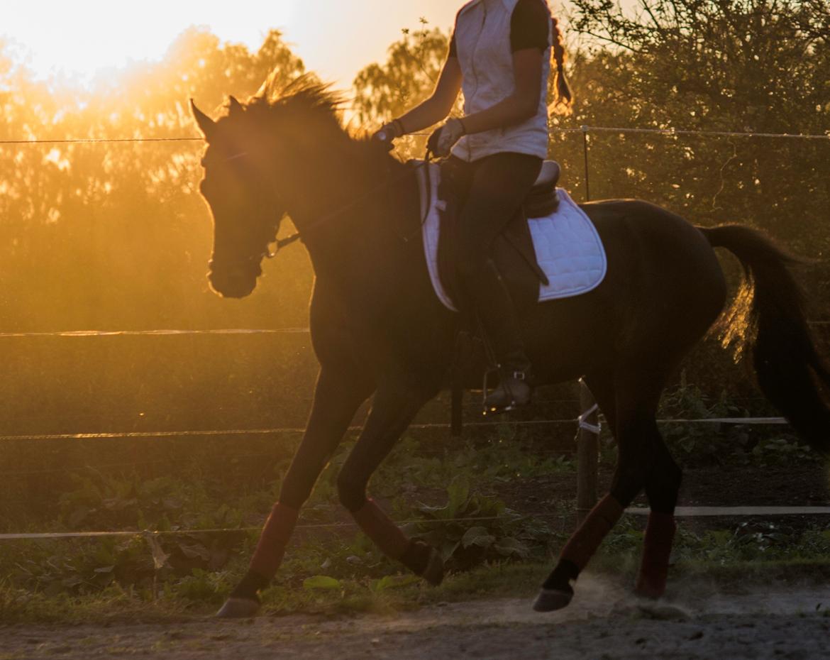 DSP Festina's Chevi *bestie* - 13-9/2016 <3<3<3 sooool billede 1