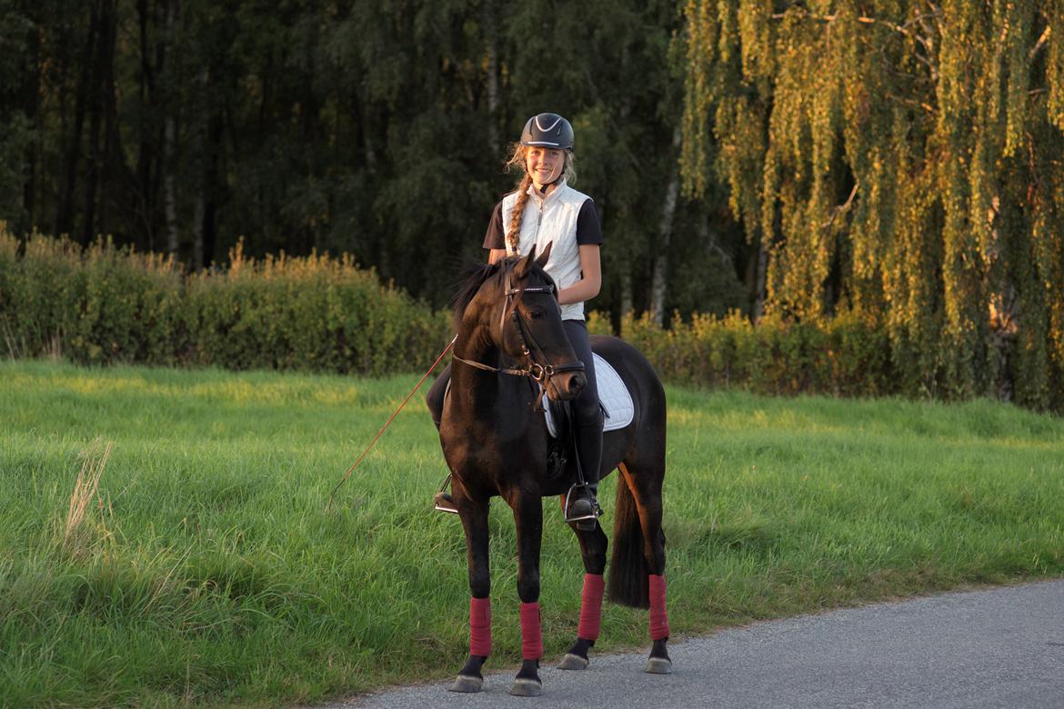 DSP Festina's Chevi *bestie* billede 19