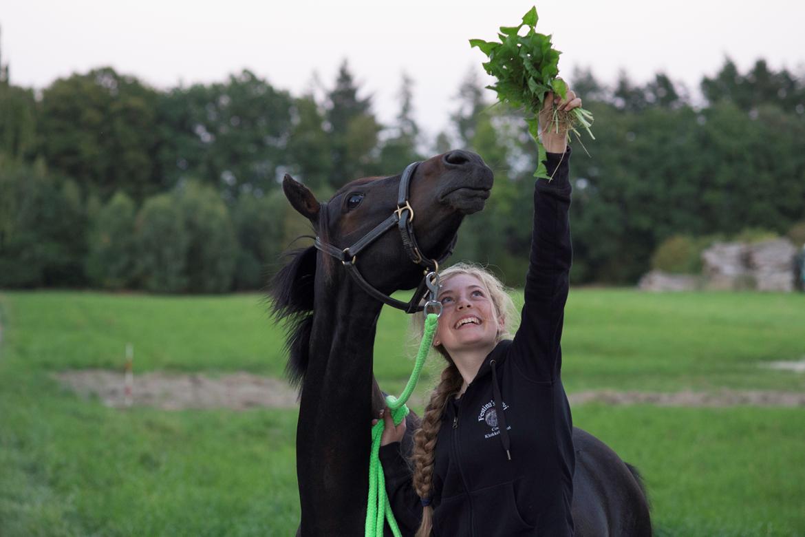 DSP Festina's Chevi *bestie* billede 7