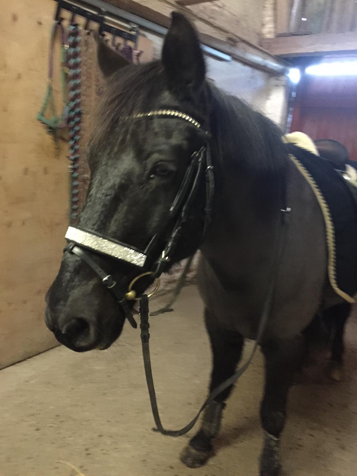 Anden særlig race Lukas - solgt billede 1