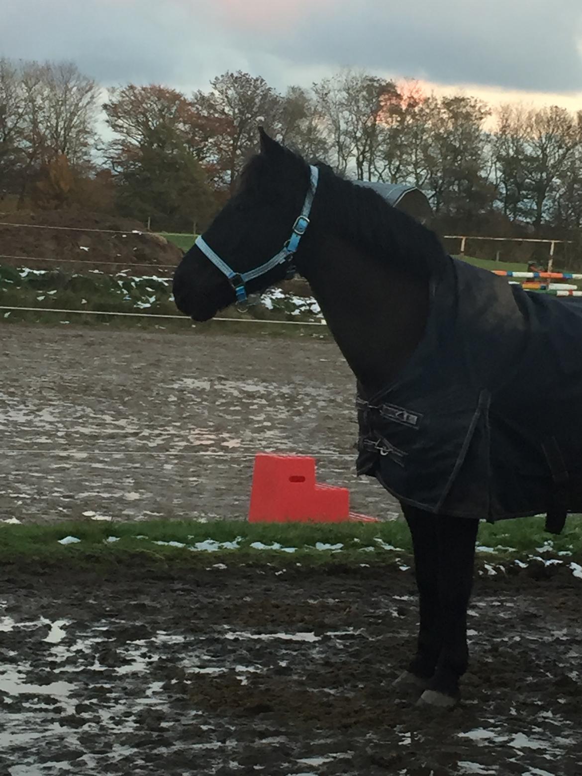 Anden særlig race Lukas - solgt billede 2