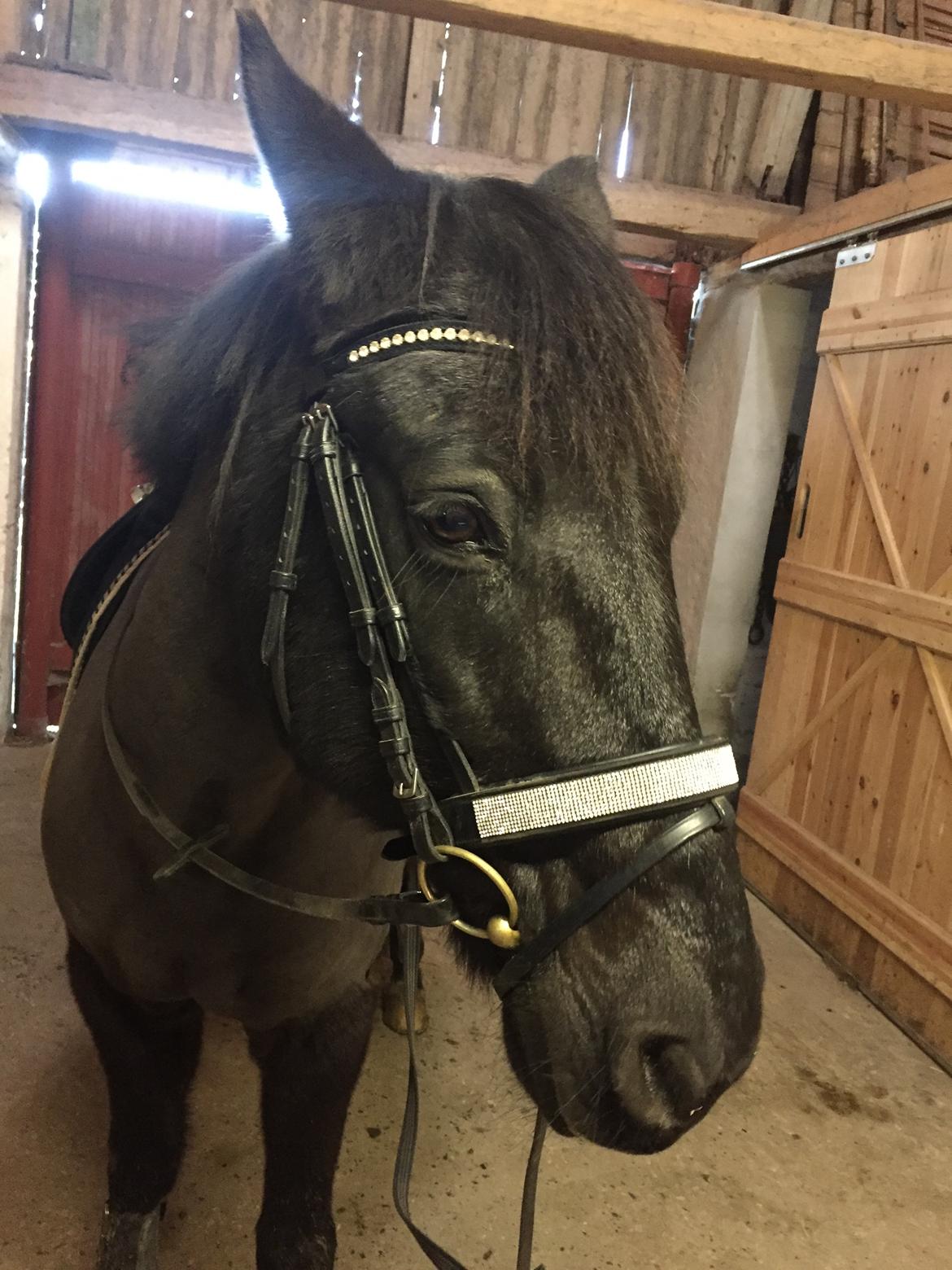 Anden særlig race Lukas - solgt billede 4