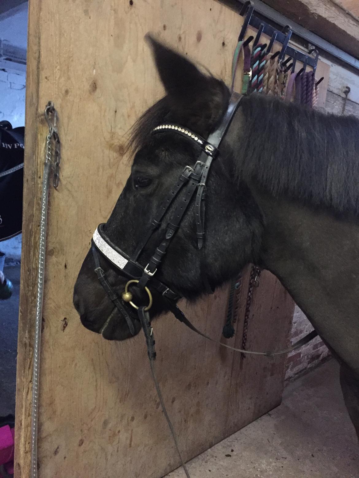 Anden særlig race Lukas - solgt billede 5