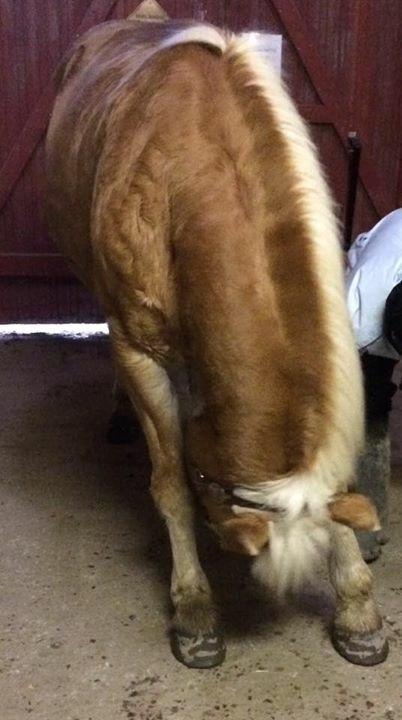 Haflinger Kiwi elghusets - solgt billede 8