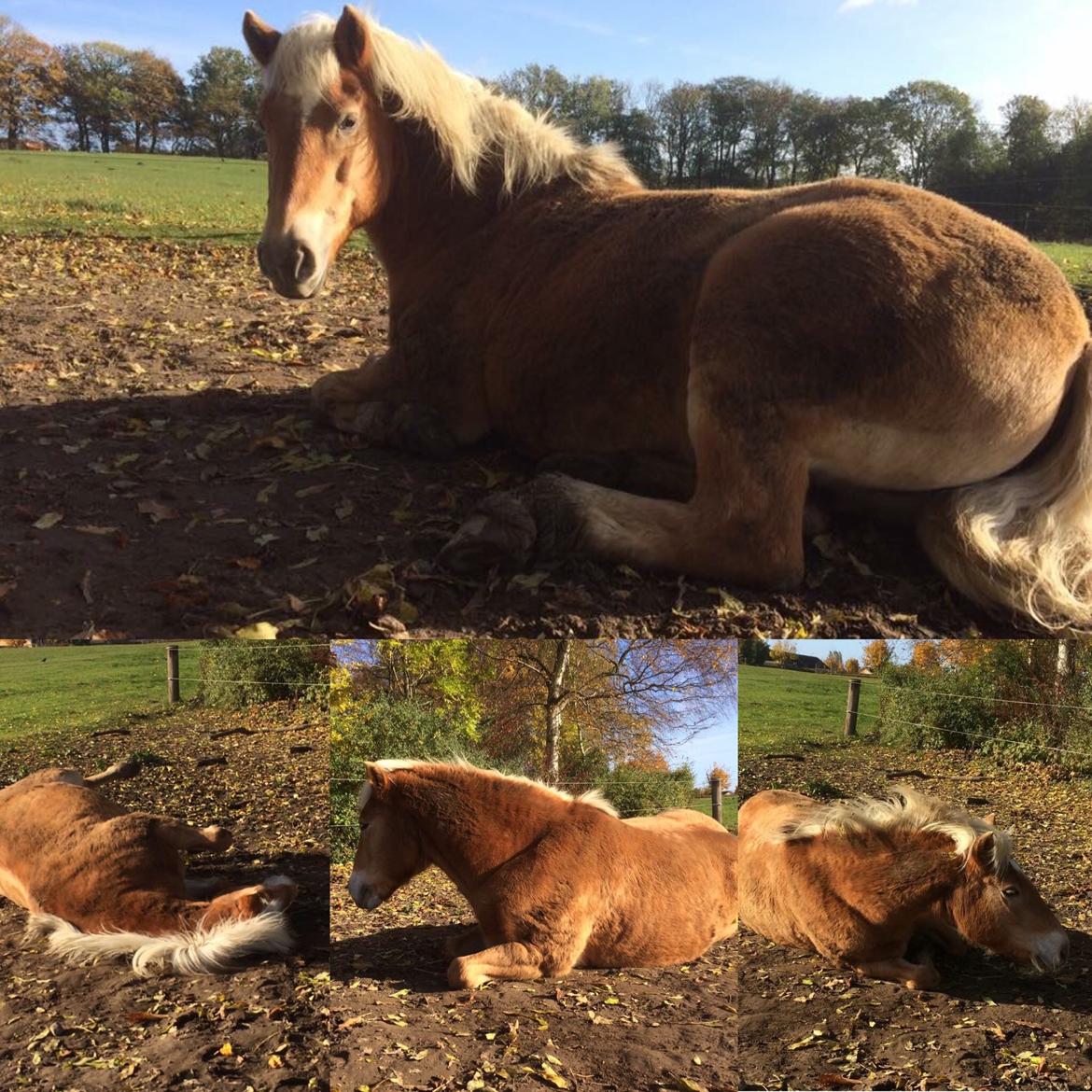 Haflinger Kiwi elghusets - solgt billede 9