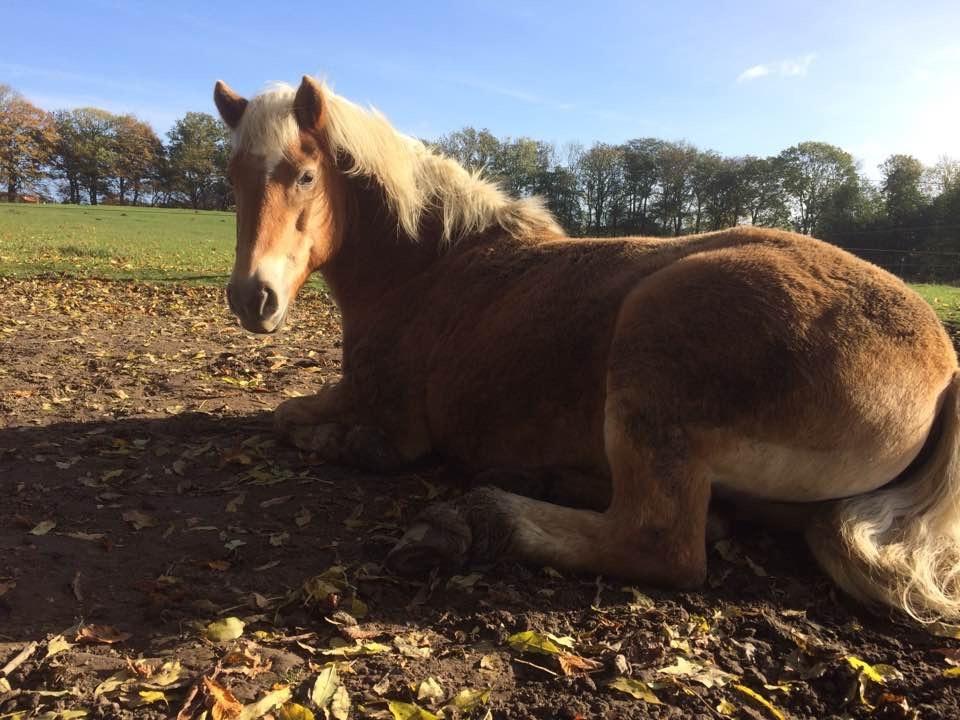 Haflinger Kiwi elghusets - solgt billede 11