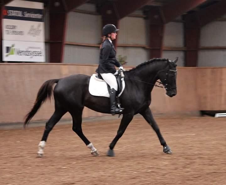 Tysk Varmblod Zafir billede 2