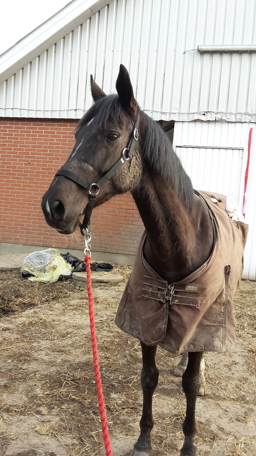 Tysk Varmblod Zafir billede 11