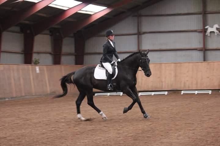 Tysk Varmblod Zafir billede 3