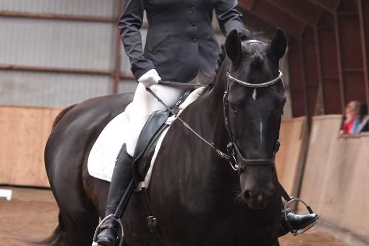 Tysk Varmblod Zafir billede 1